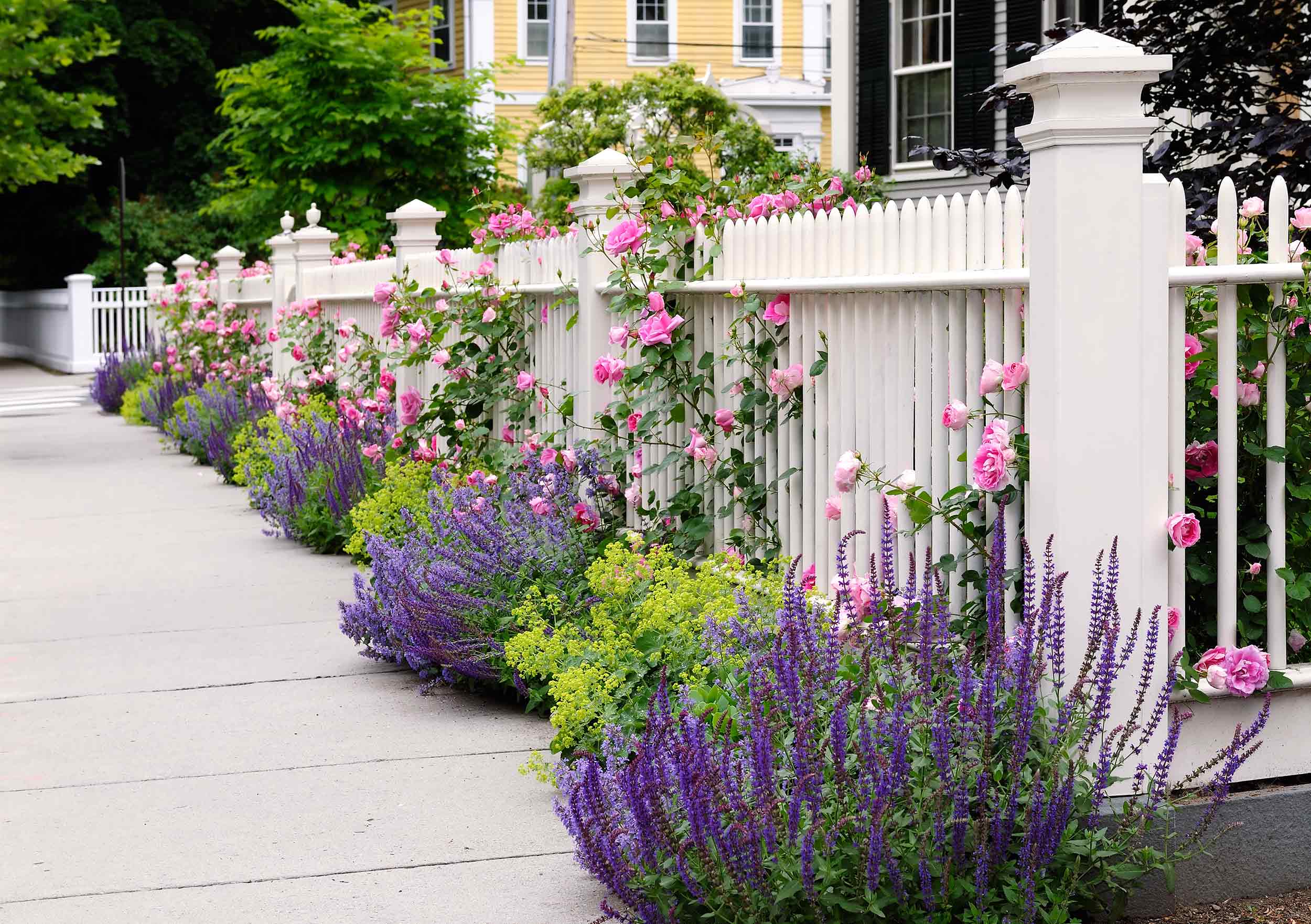 Landscaping - Fencing with mature flowers.
